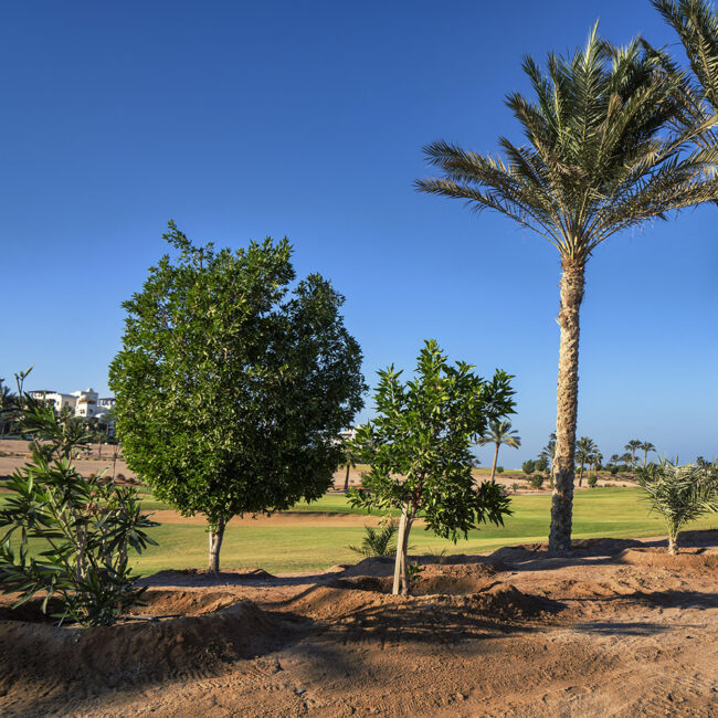 Golf Kite El Gouna Egypt Hurgada