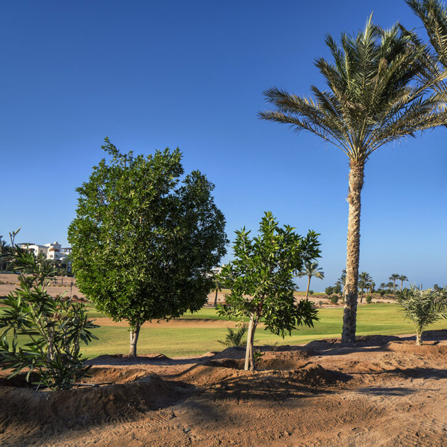 Golf Kite El Gouna Egypt Hurgada